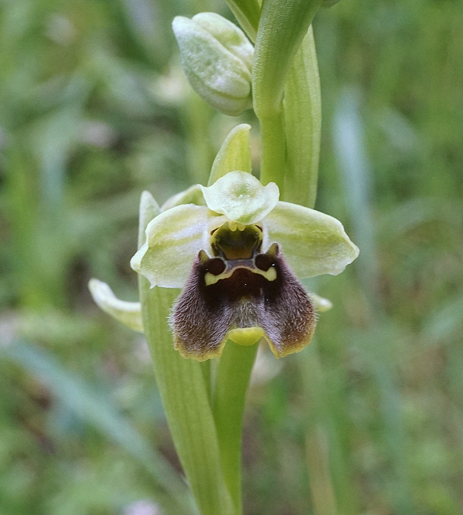 Ophrys - Офрис