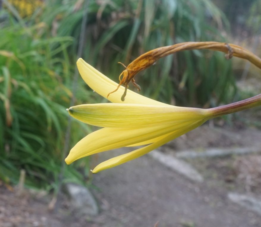 Hemerocallis minor - Красоднев малый, Красоднев жёлтый малый, Лилейник малый