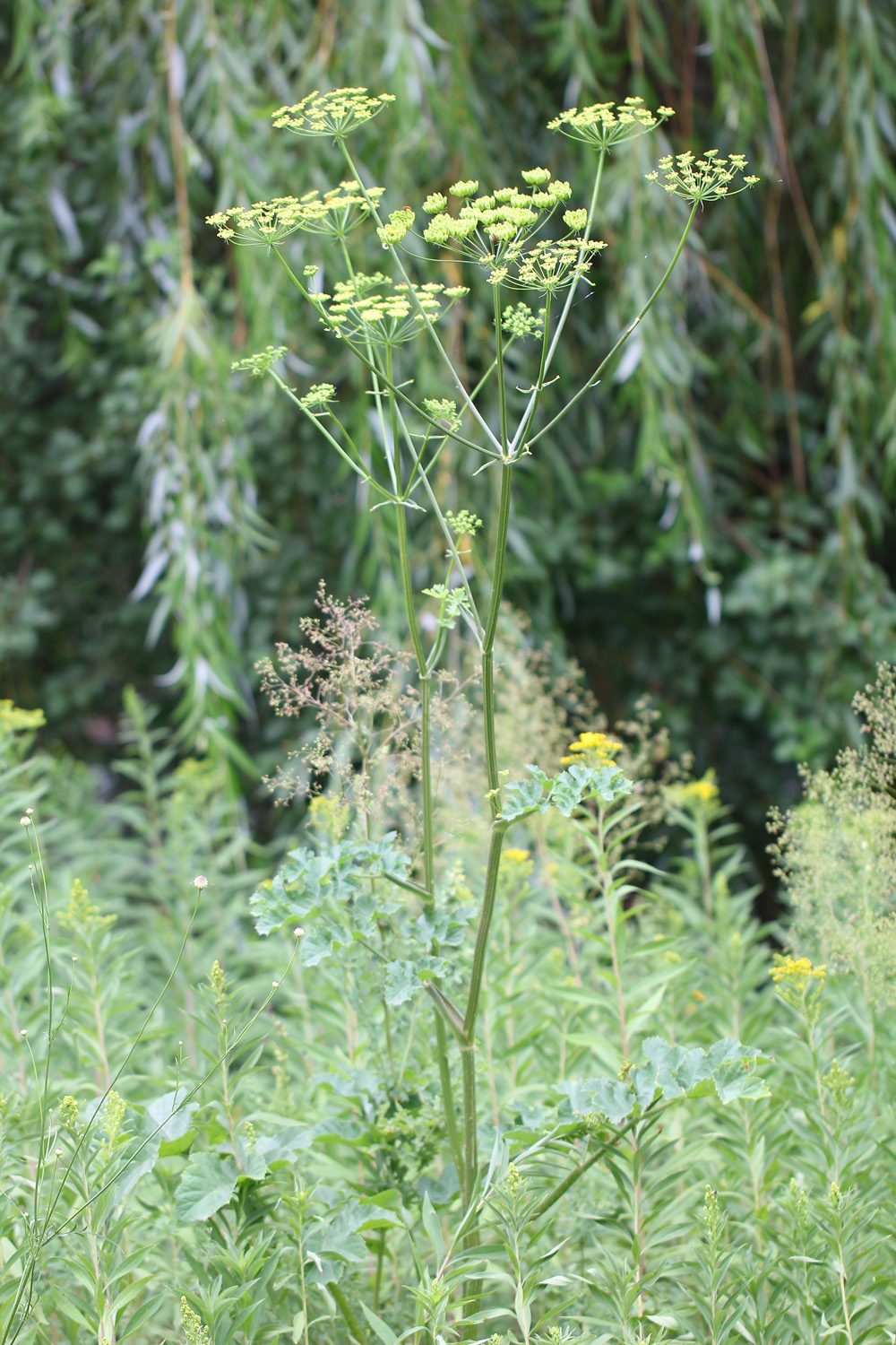 Heracleum sibiricum - Борщевик сибирский