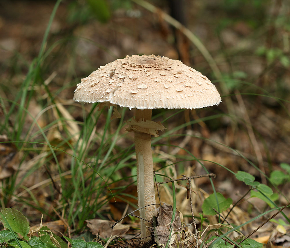 Macrolepiota procera - Гриб-зонтик пёстрый