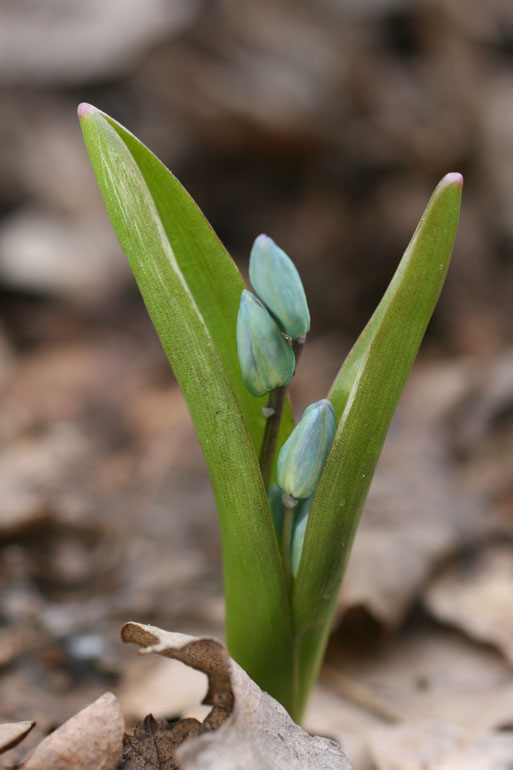 Scilla bifolia L., 1753 - Пролеска двулистная