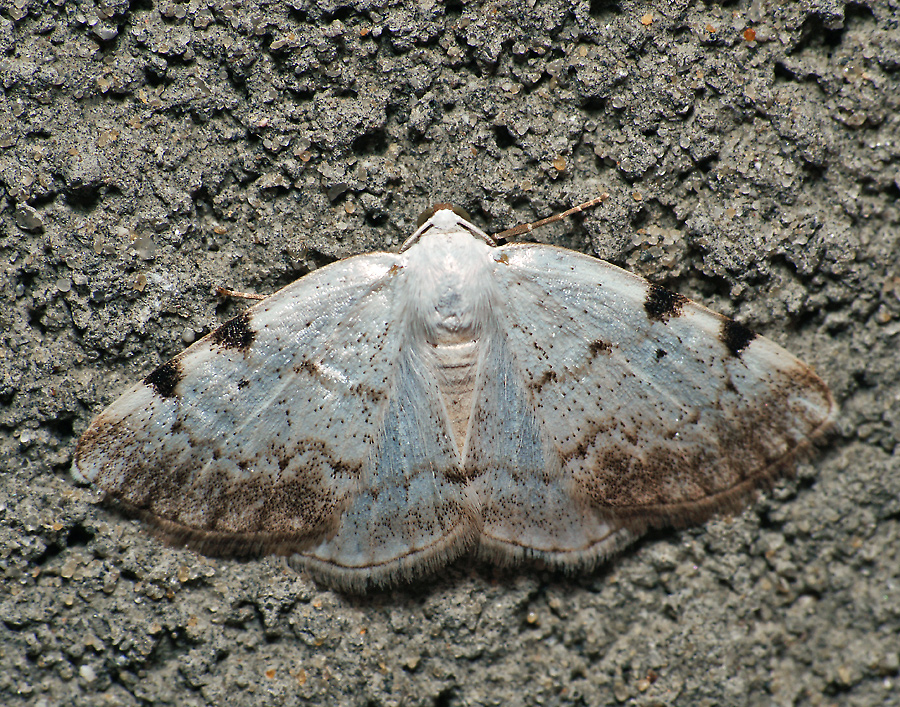 Lomographa bimaculata - Пяденица цельнокрайняя пятнистая (двупятнистая)