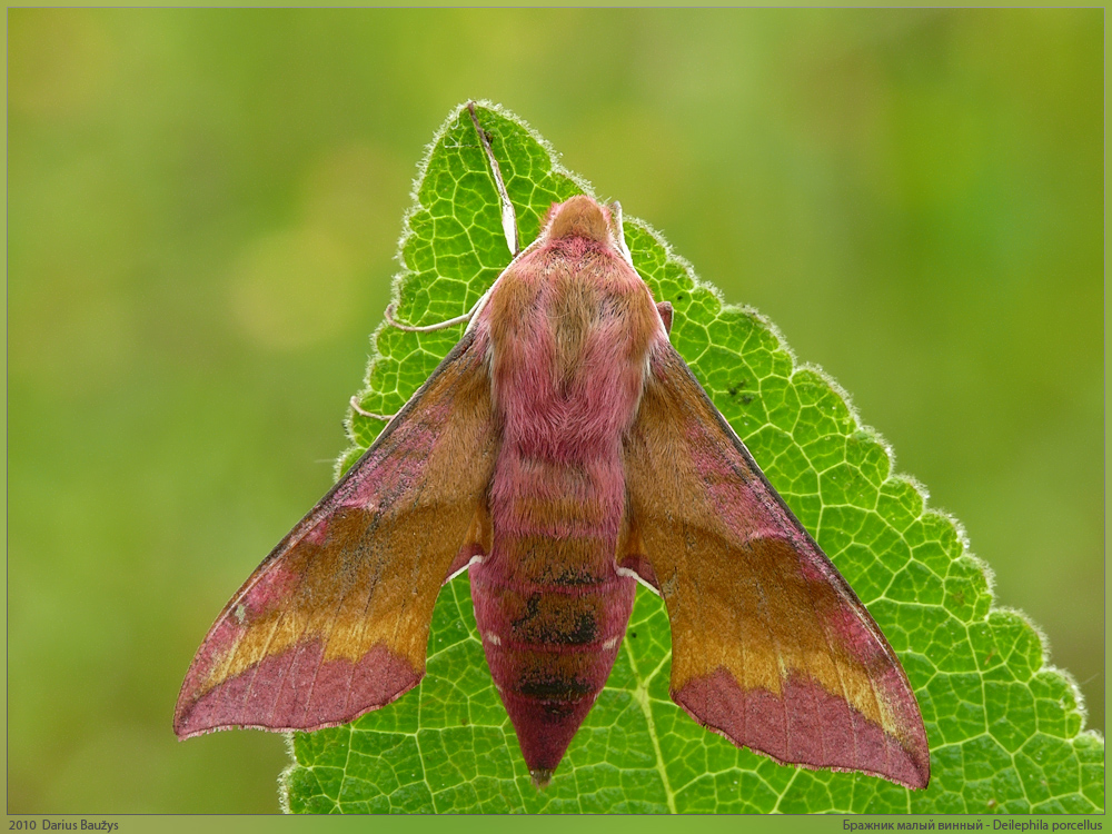 Deilephila porcellus - Бражник розовый