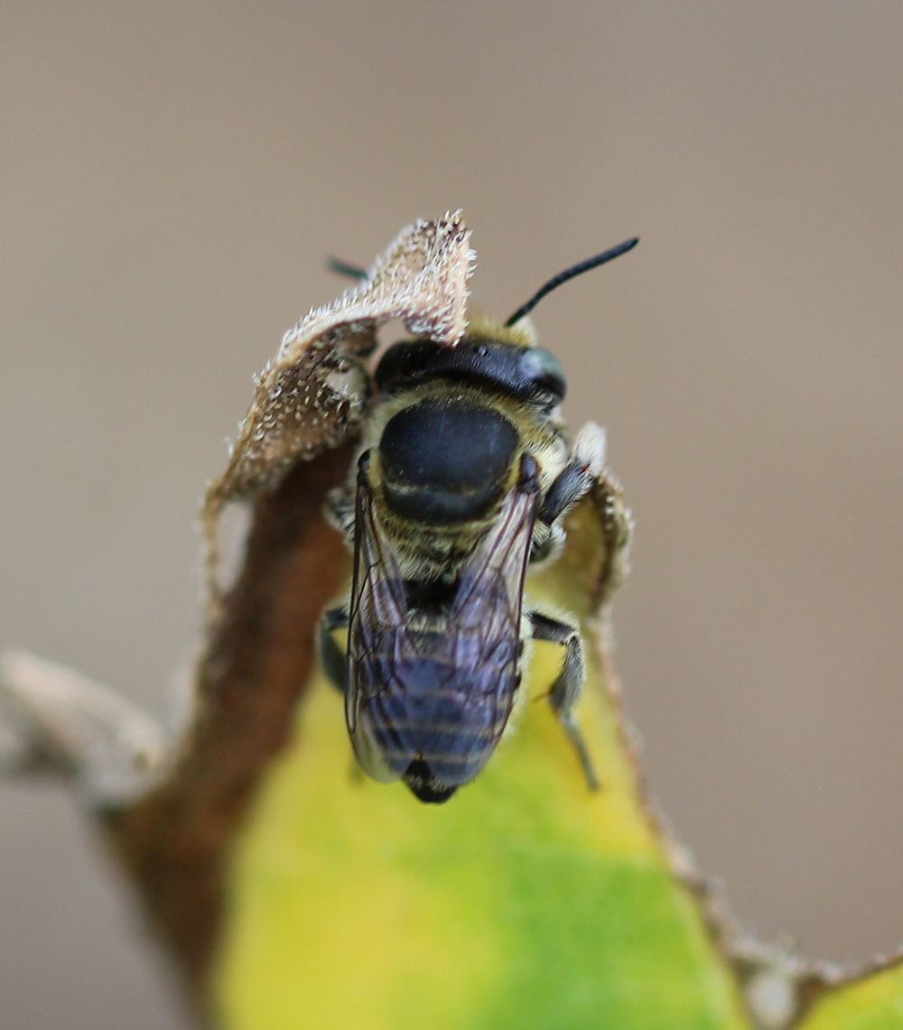 Megachile leachella