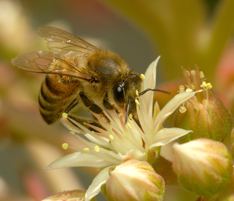 Превращение пчелы медоносной. Меллифера пчела. Медоносная пчела. APIS mellifera mellifera. Медоносы для пчел.