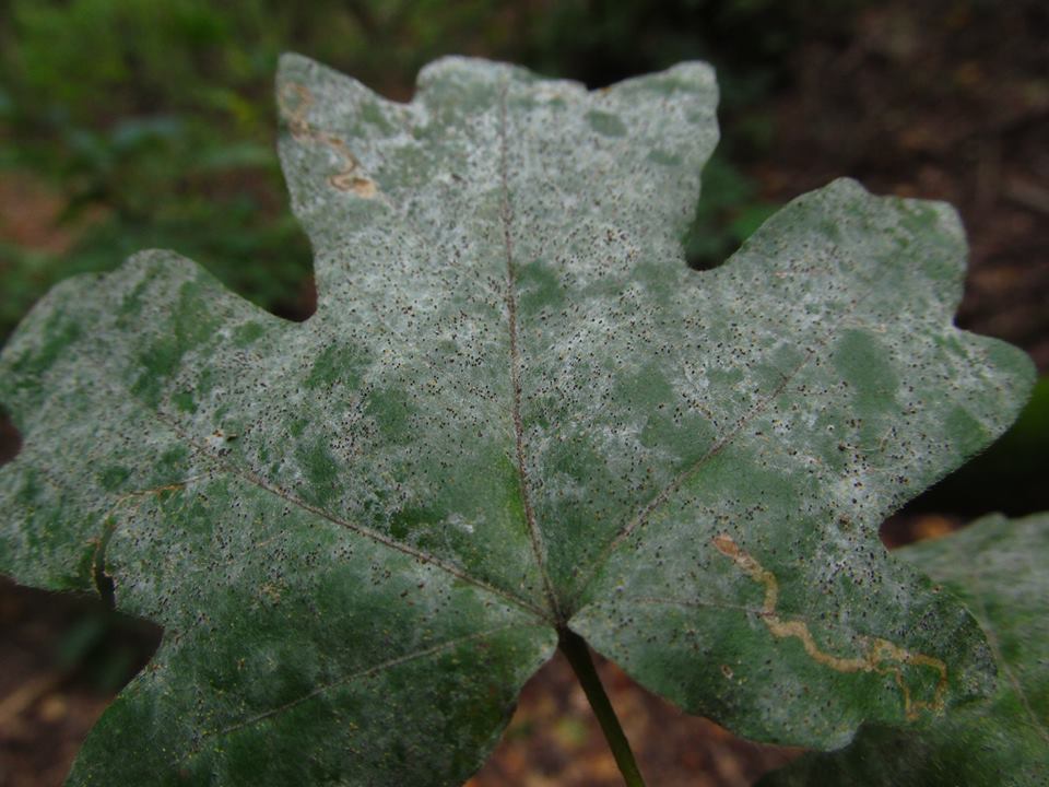 Uncinula bicornis