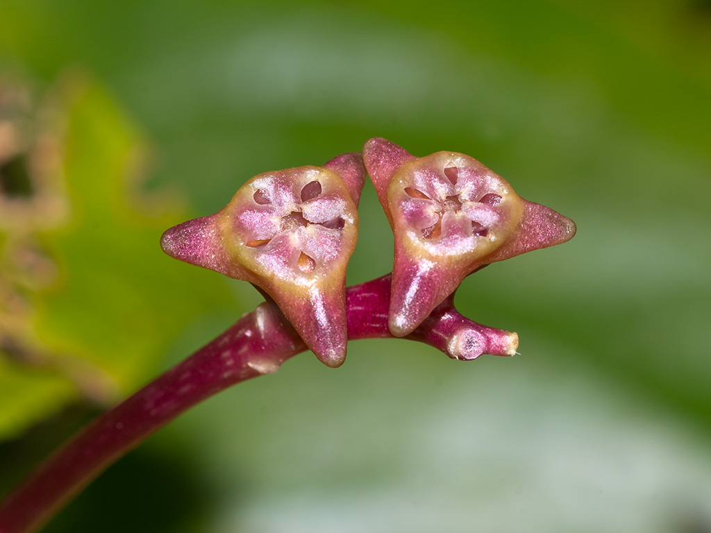 Monolena primuliflora