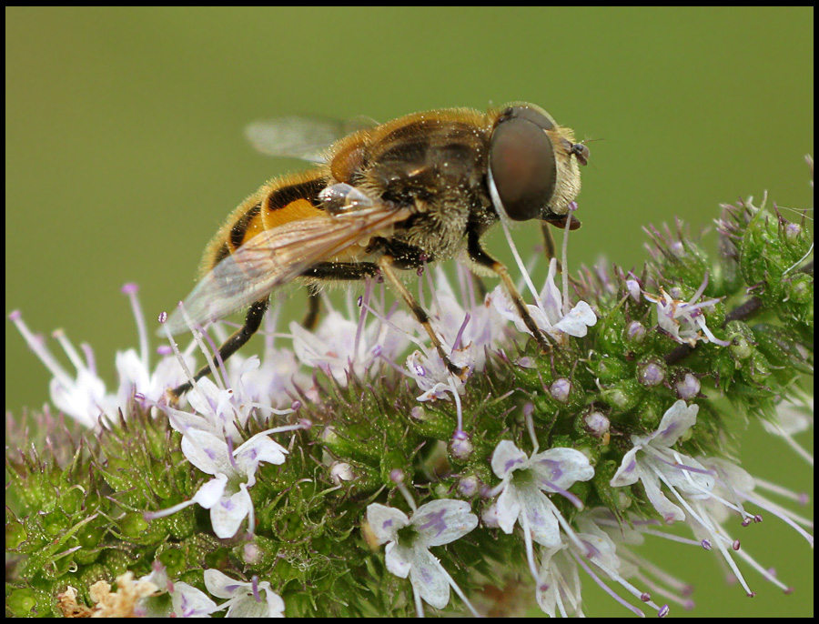 Eristalis - Пчеловидки, или ильницы
