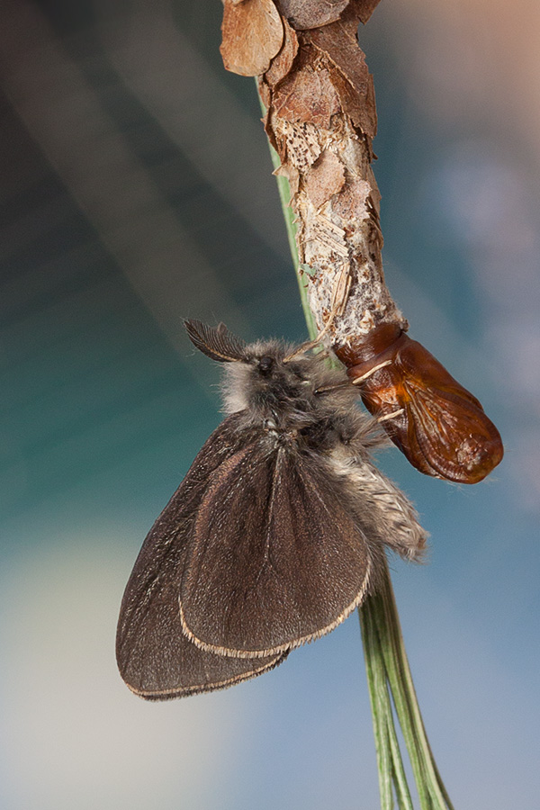Бабочка мешочница фото гусеница