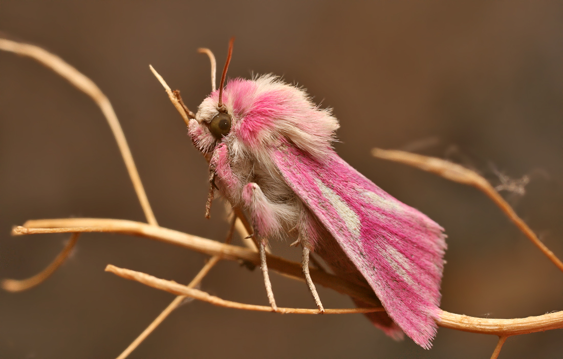 Aedophron rhodites - Совка розовая