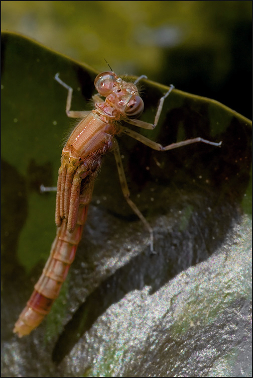 Pyrrhosoma nymphula - Краснотелка-нимфа
