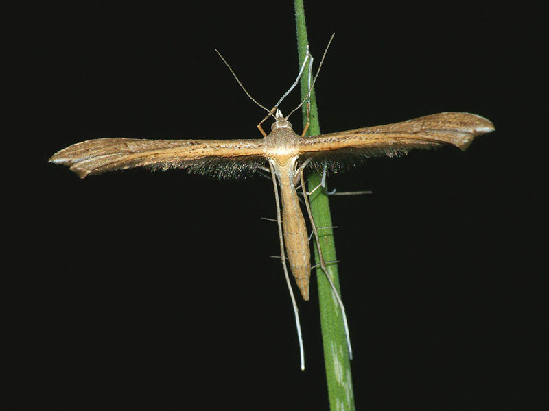 Stenoptilia pterodactyla - Пальцекрылка  узкокрылая