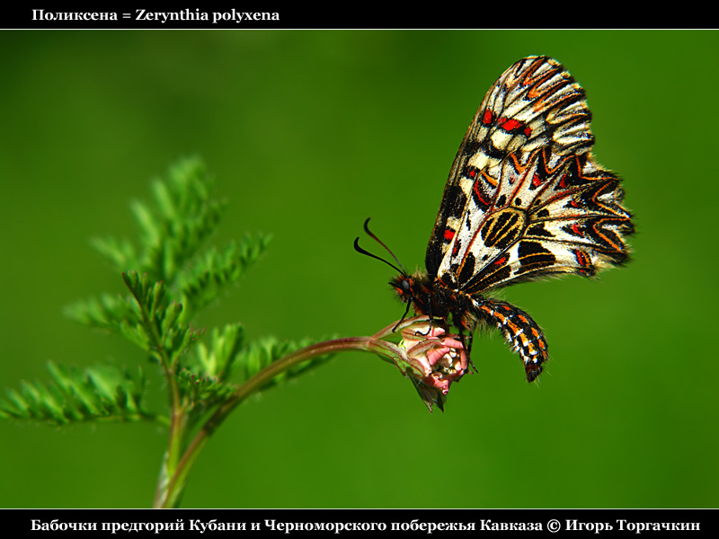 Zerynthia polyxena - Поликсена