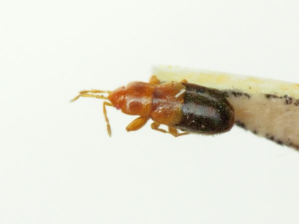 Plinthisus fasciatus