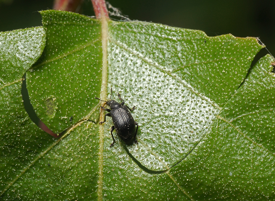 Deporaus betulae - Трубковёрт берёзовый чёрный
