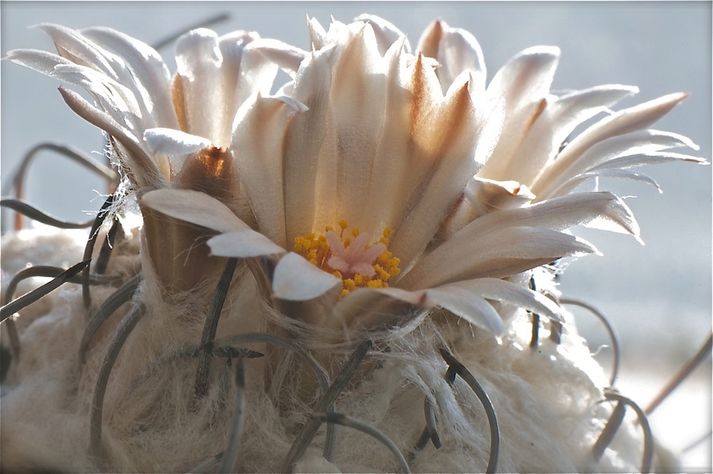 Цветок турбиникарпуса