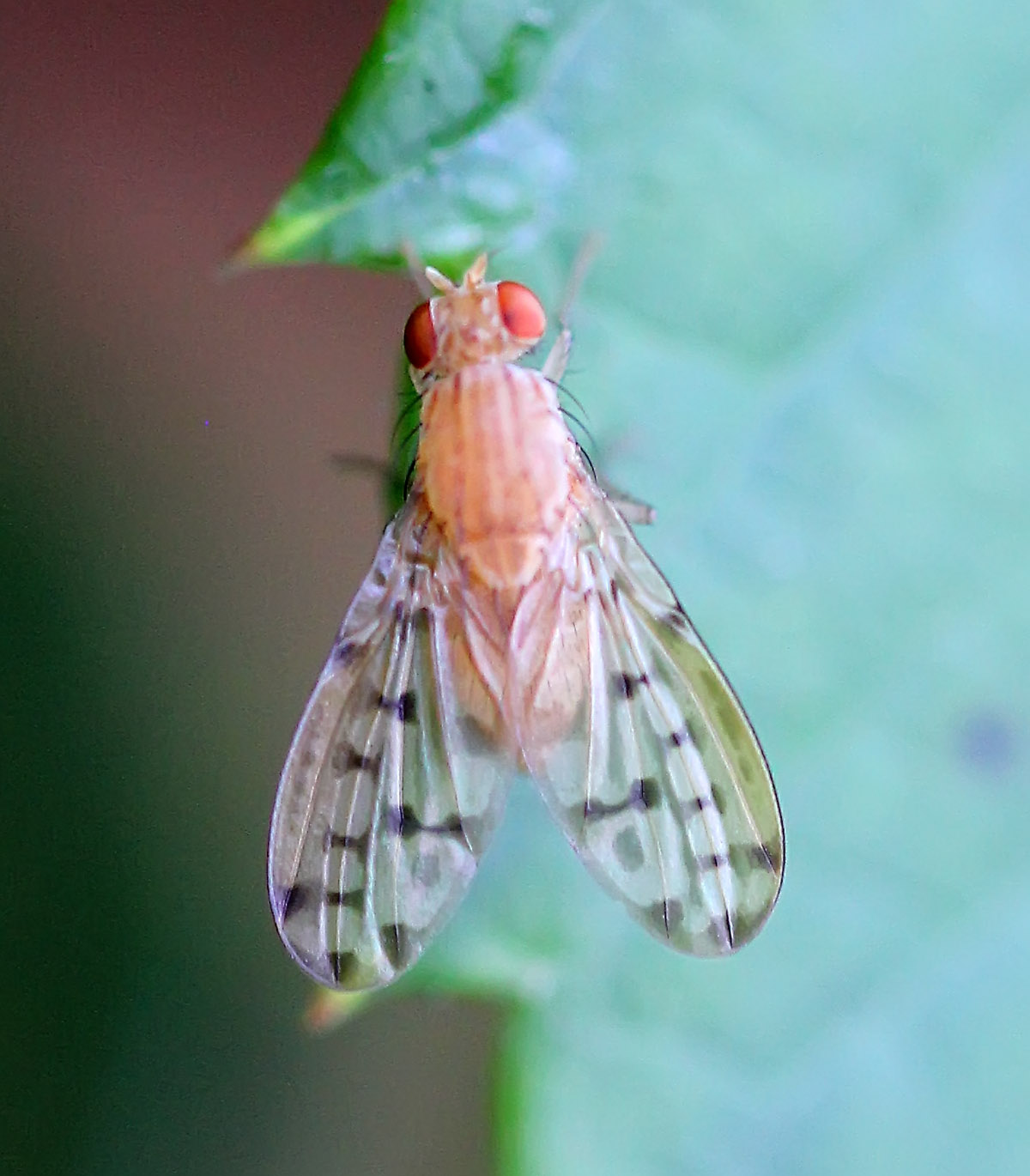 Eusapromyza multipunctata