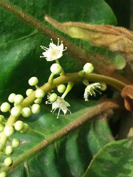 Terminalia catappa - Индийский миндаль
