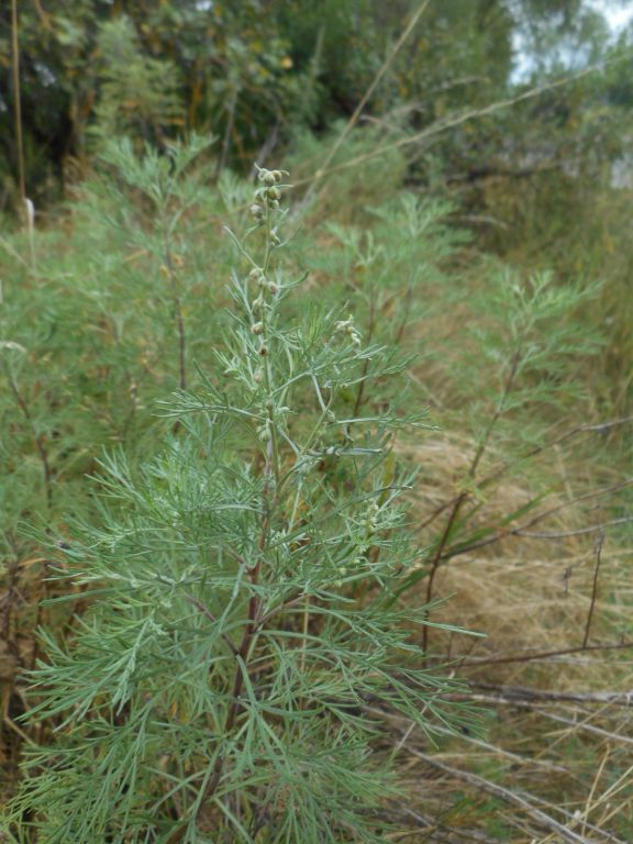 Artemisia abrotanum - Полынь лечебная