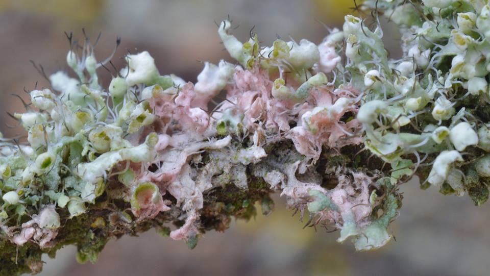 Laetisaria lichenicola - Лаетизария лишайниколюбивая