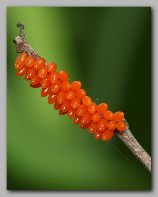 Chrysomela populi - Листоед тополевый