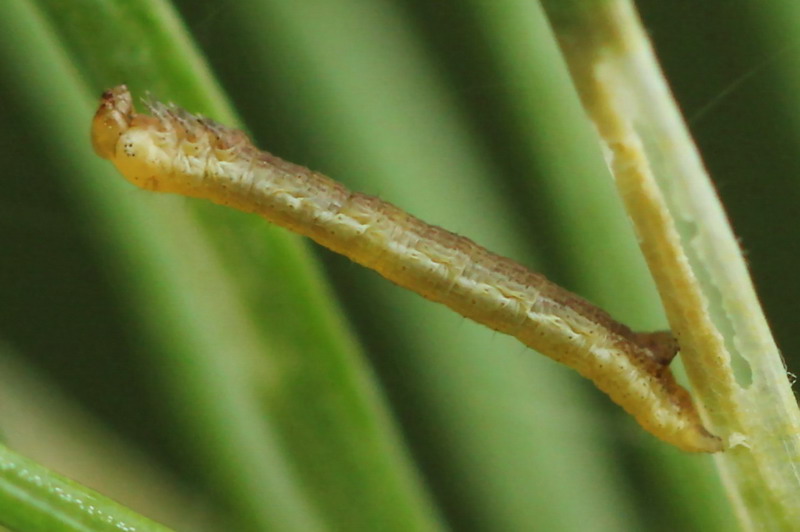Macaria signaria - Пяденица углокрылая еловая