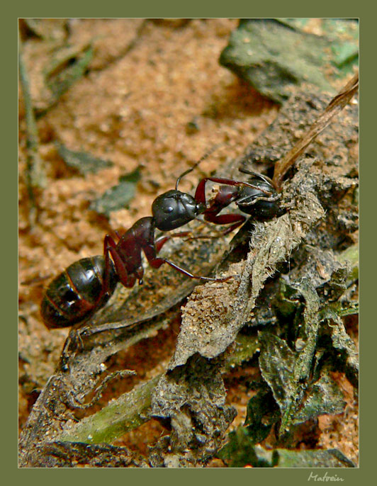 Из жизни муравьёв 3