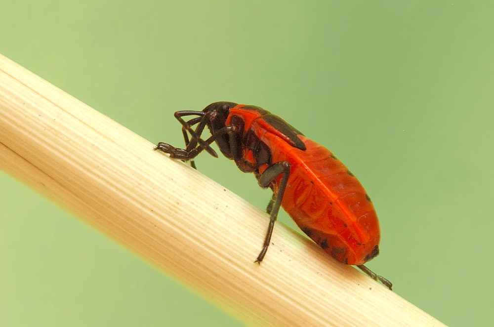 Pyrrhocoris apterus - Красноклоп бескрылый