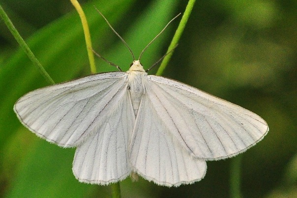 Siona lineata - Пяденица линейчатая (белая)