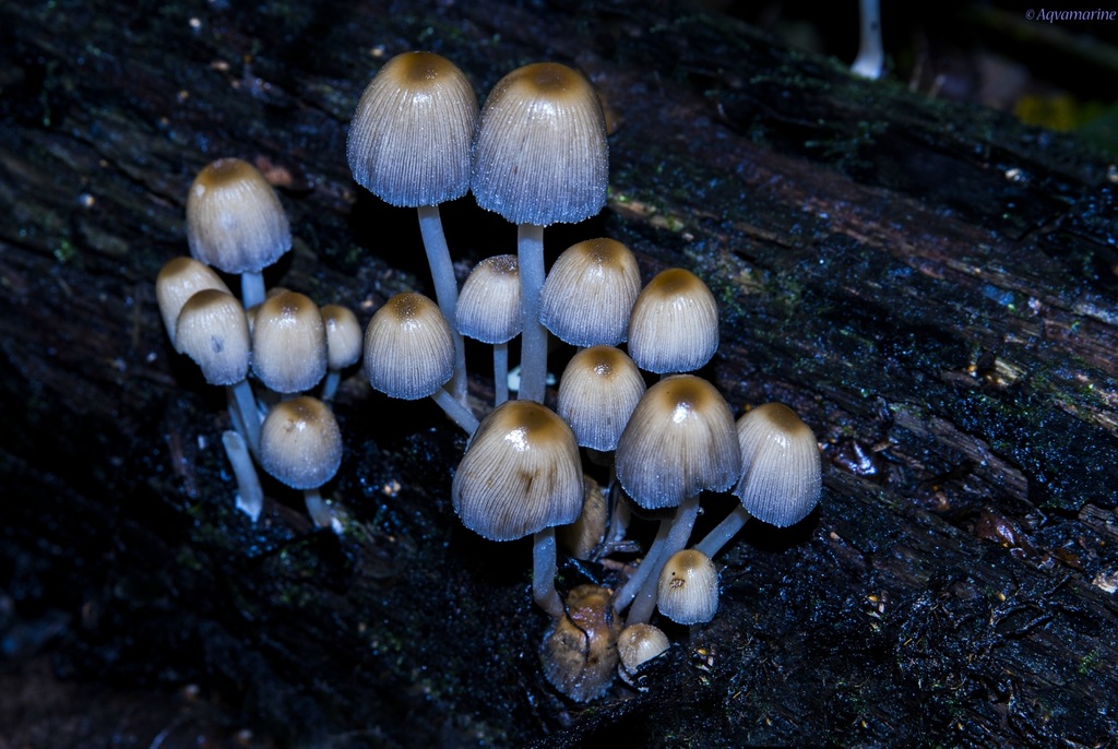 Из жизни грибов
