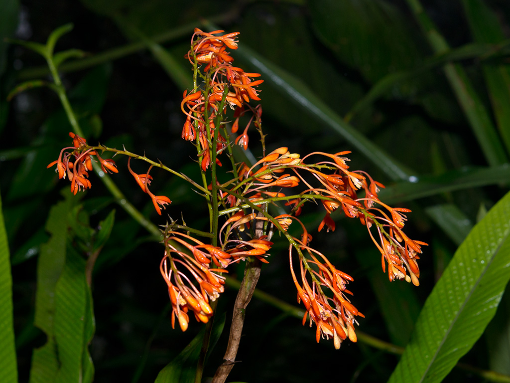 Epidendrum spathatum