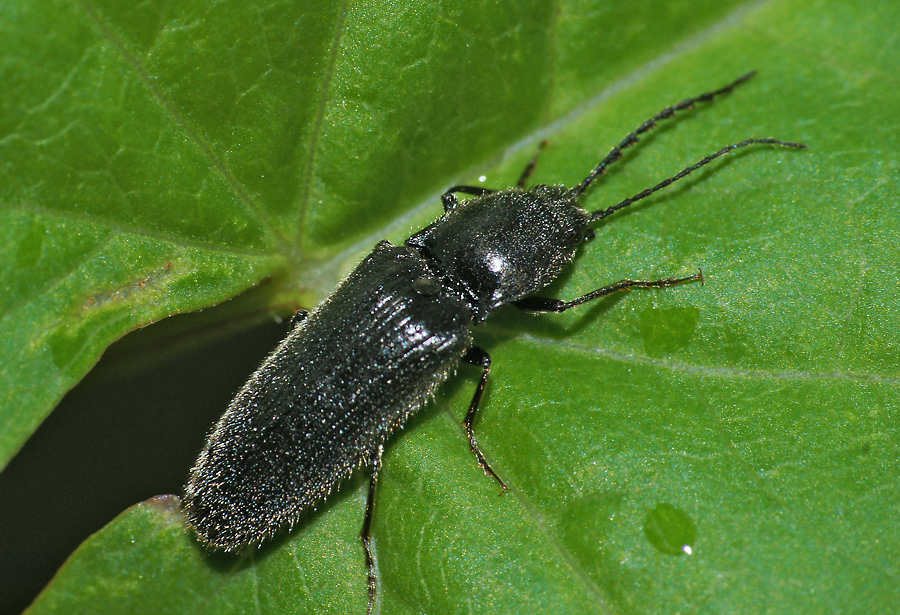 Hemicrepidius niger