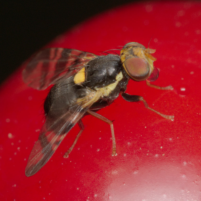 Rhagoletis cerasi - Вишнёвая муха