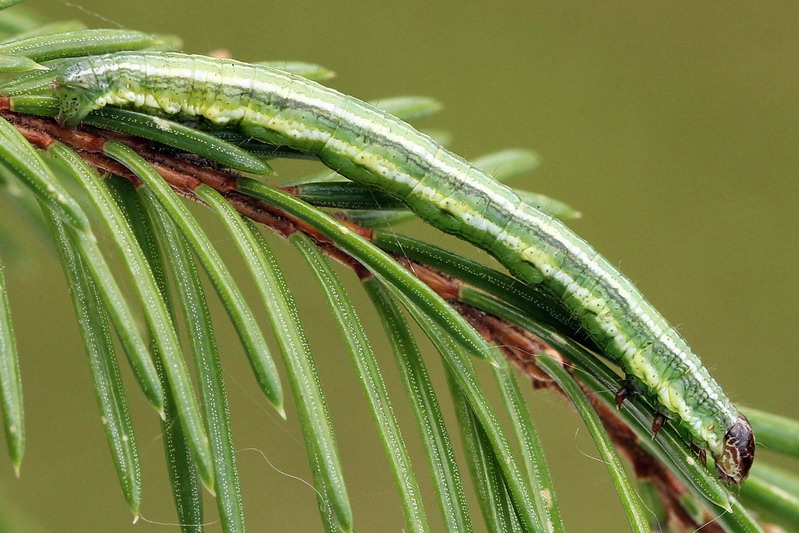 Macaria liturata - Пяденица углокрылая серая (хвойная, сосновая)