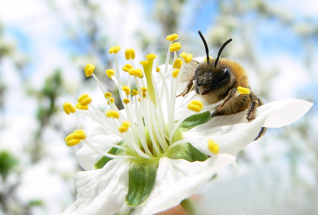 Пчелы пьют весенний. Насекомые весной. Первые весенние насекомые.