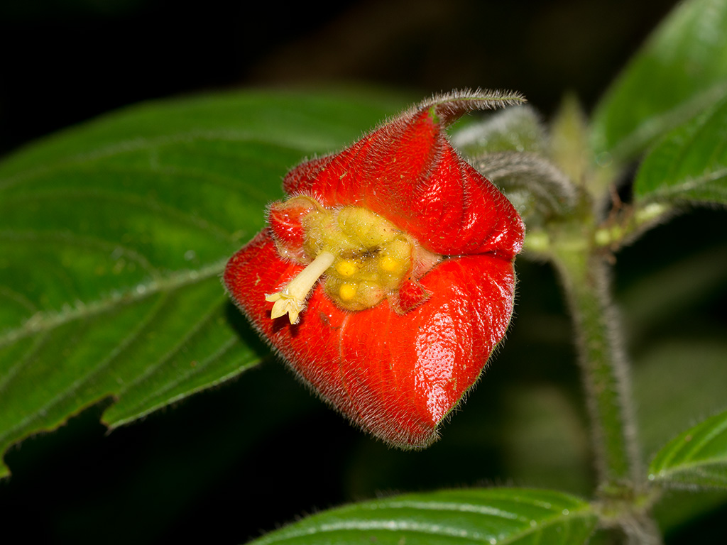 Psychotria poeppigiana