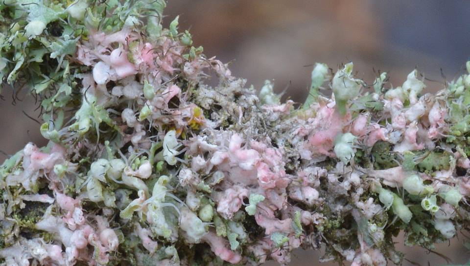 Laetisaria lichenicola - Лаетизария лишайниколюбивая