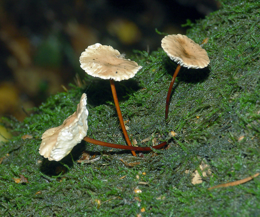 Как выглядит гриб чесночник фото и описание