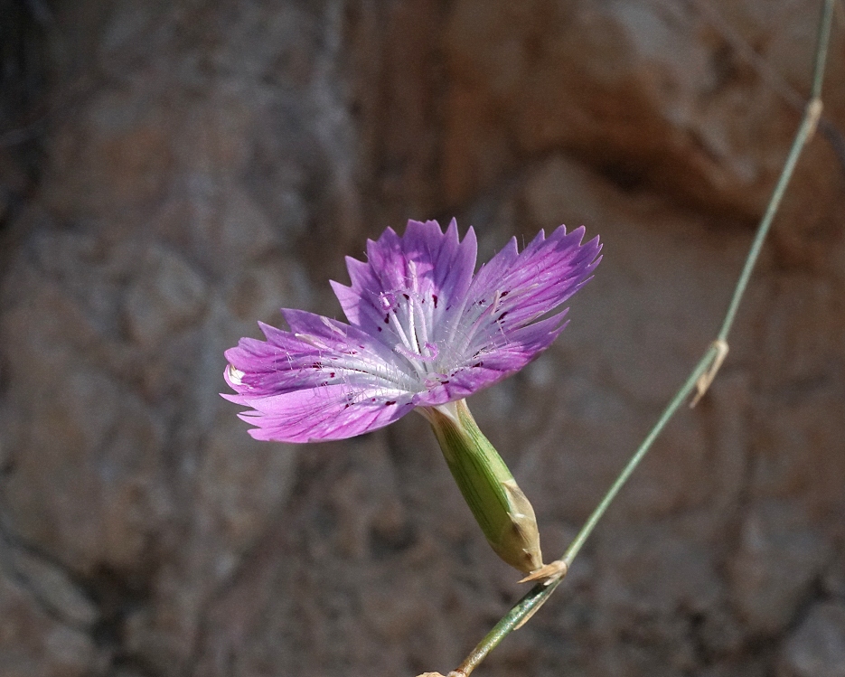 Dianthus strictus - Гвоздика прямая