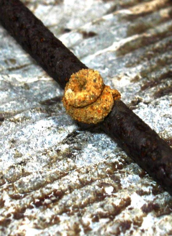 Apterona helicoidella - Мешочница-улитка