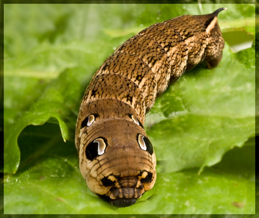 Винный бражник гусеница и бабочка фото и описание