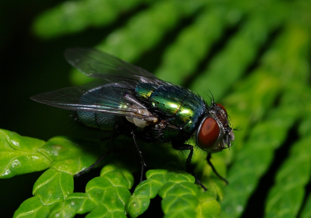 Зелёная падальная муха (Lucilia)