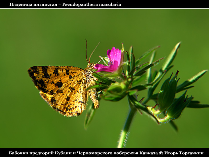 Pseudopanthera macularia - Пяденица пятнистая
