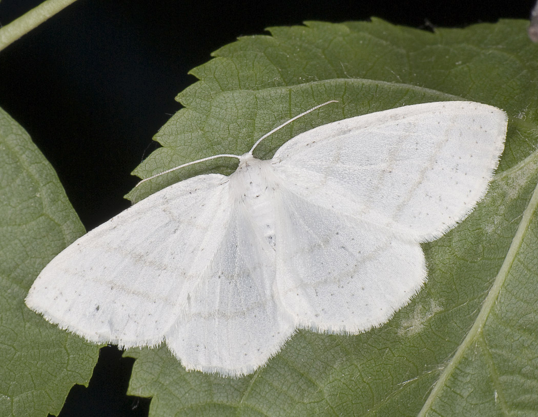 Cabera pusaria - Пяденица бледная (березовая белая)