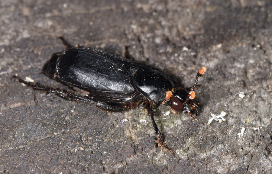 Известно что жук могильщик довольно крупное насекомое. Могильщик-погребатель(Nicrophorus vespilloides). Жук могильщик черный. Могильщик чёрный (Nicrophorus humator).