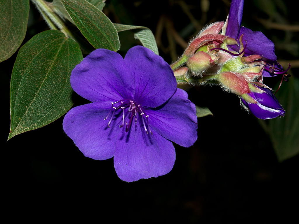 Pleroma urvilleanum