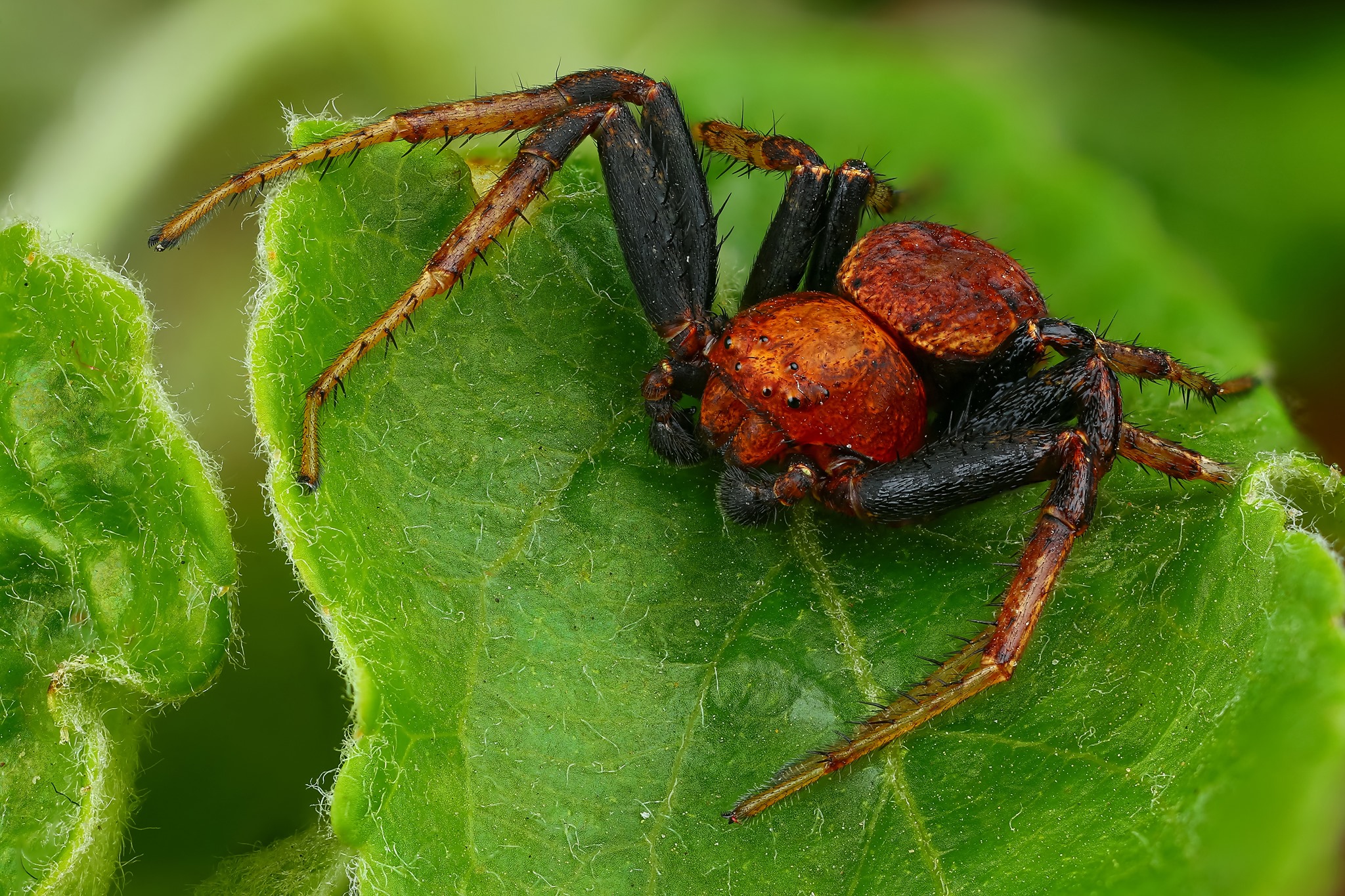 Xysticus luctator