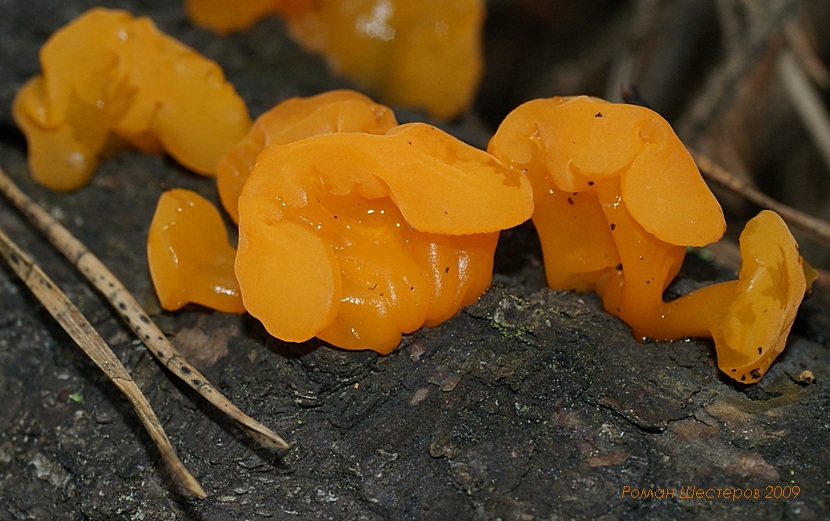 Tremella mesenterica - Дрожалка оранжевая
