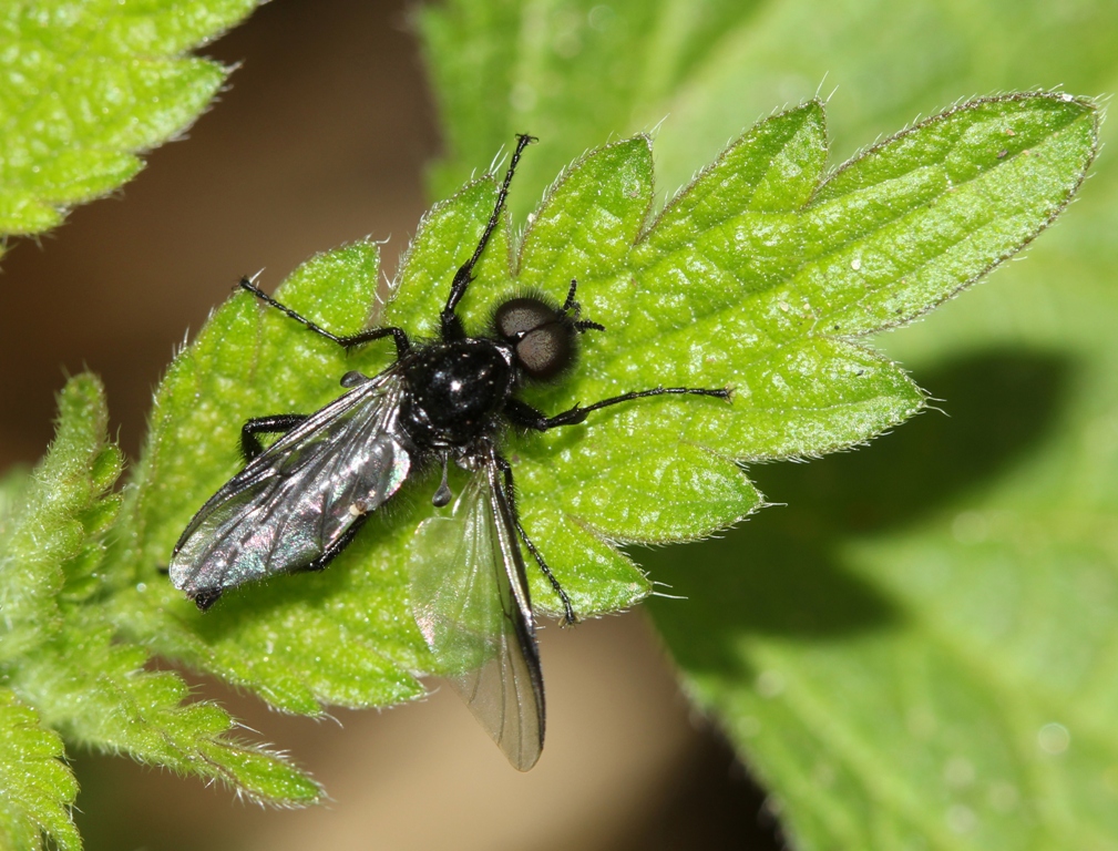 комар-толстоножка (Bibionidae)