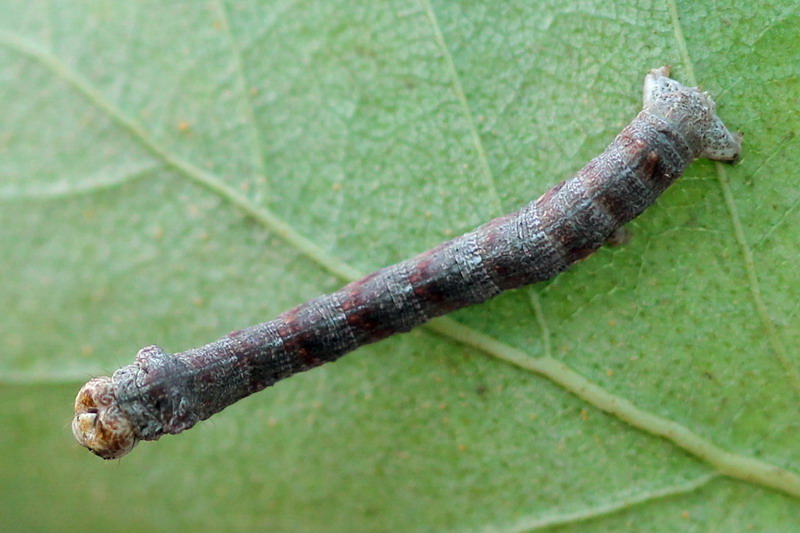 Ectropis crepuscularia - Пяденица дымчатая сумеречная (пихтовая)